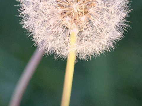 DSC_0670.JPEG