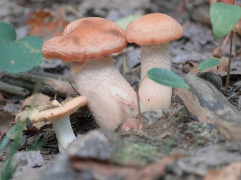 DSC_0725.jpg