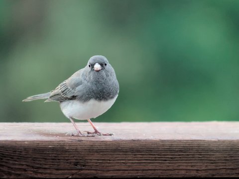 DSC_2420.jpg