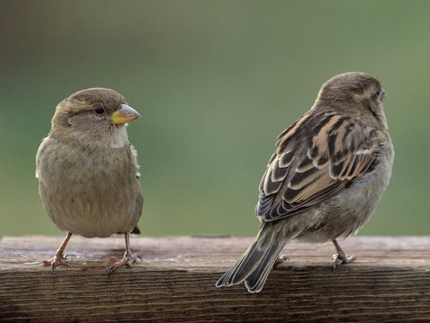 DSC_2492.jpg