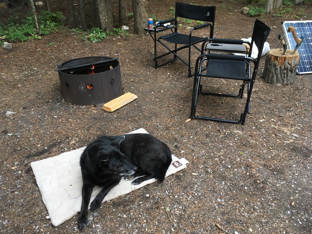 Dog sitting by the campfire.