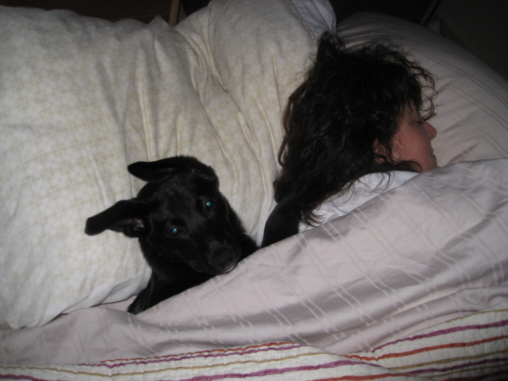 Dog and woman sleeping under the covers