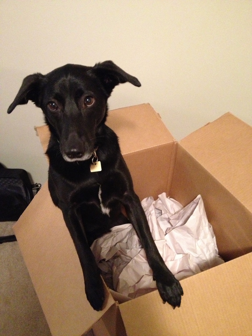 Black dog emerging from a moving box