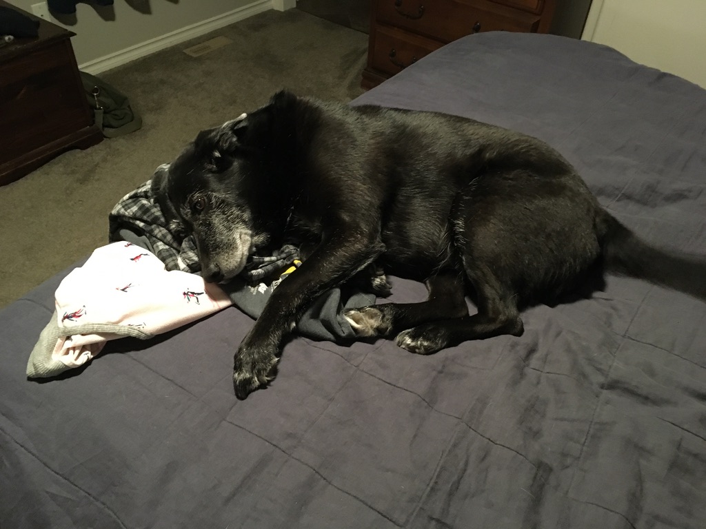 Dog lying on clothes left on the bed.