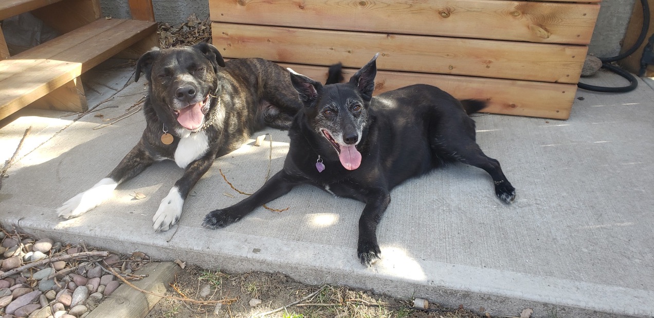Two dogs lying side-by-side posing for the camera