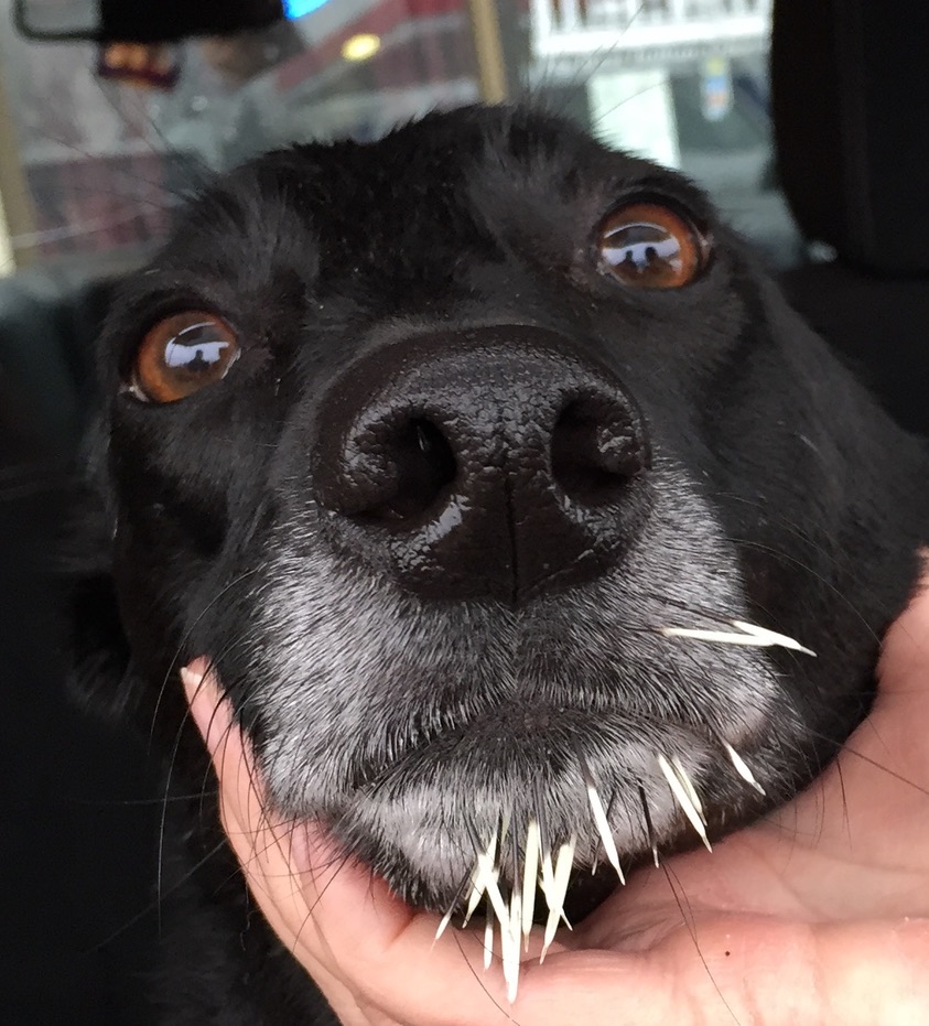 Dog's face with porcupine quills stuck in it.