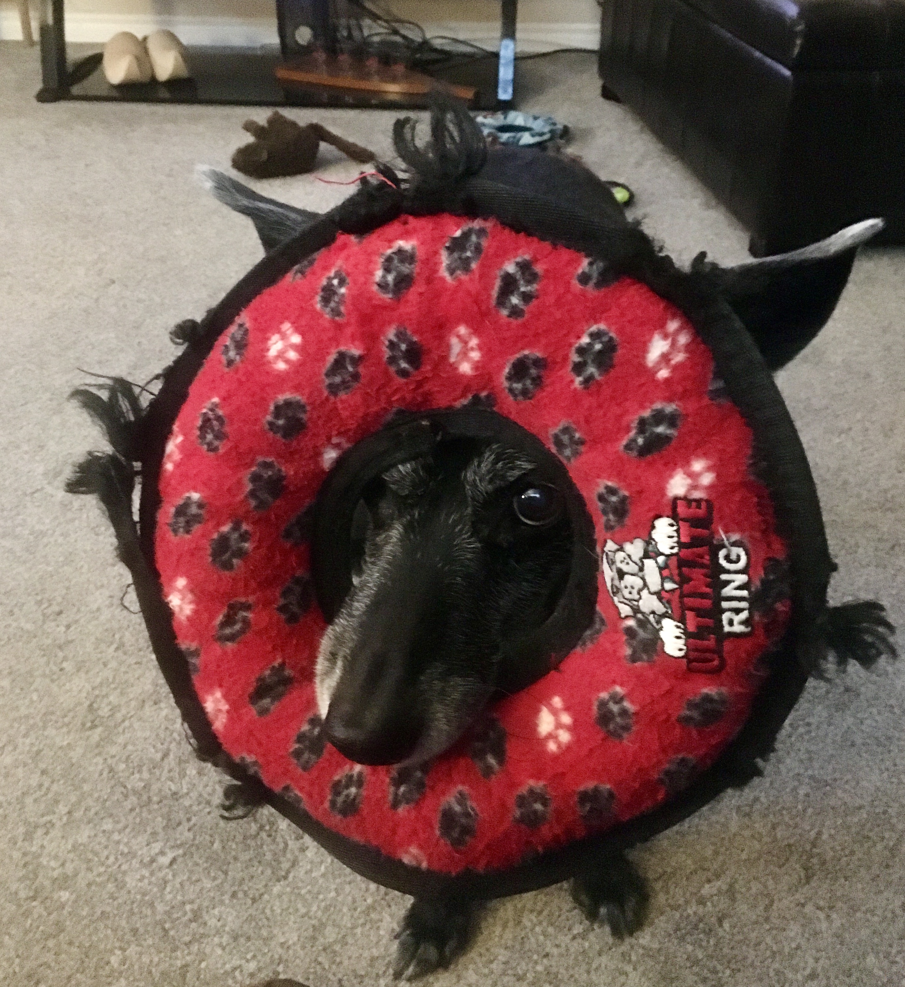 A dog presents a red-ring plush toy for nightly playtime.